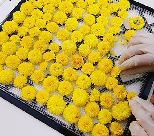 How-to-dry-yellow-chrysanthemums