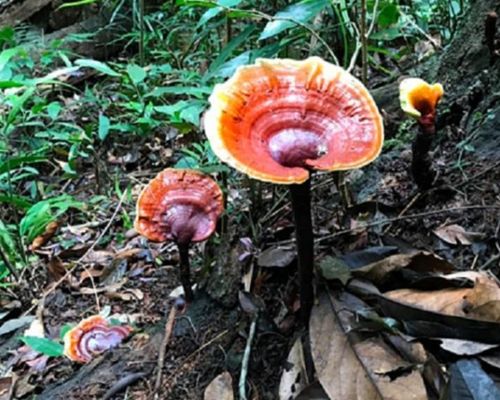 rare-mushrooms-in-Vietnam