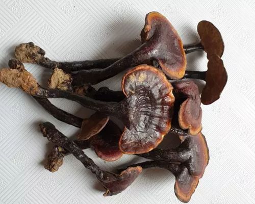 rare-forest-green-reishi-mushroom