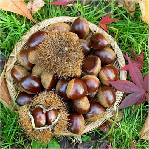chestnuts-for-pregnant-women