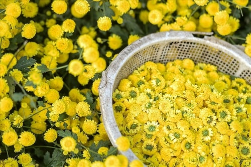 How-to-make-yellow-chrysanthemum-tea