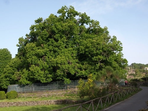 Chestnut Tree of One Hundred Horses