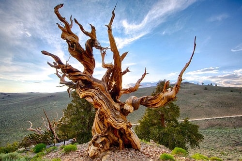 cây cổ thụ già nhất thế giới