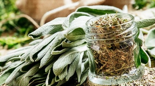 where-to-buy-sage-leaves