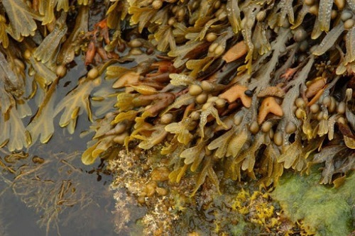 rong-bien-Bladderwrack