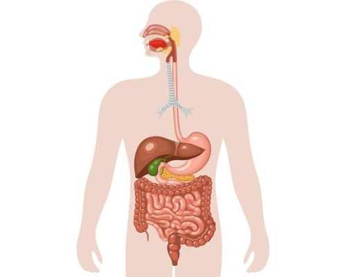 digestive-organs