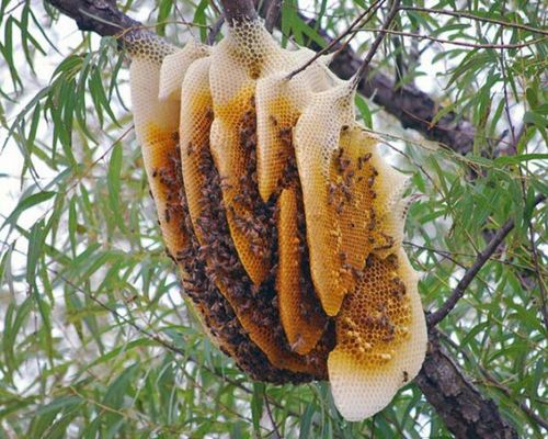 Secret] How To Get Wild Honey For Inexperienced People