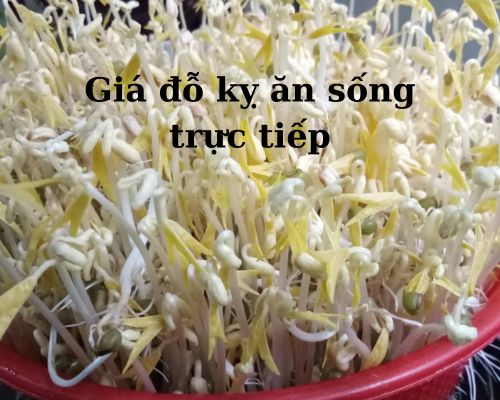 gia-do-ky-an-song-truc-tiep