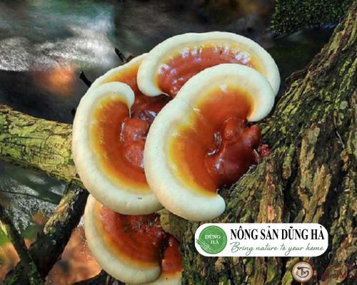 gia-nam-lim-xanh-rung-kho-bao-nhieu-tien